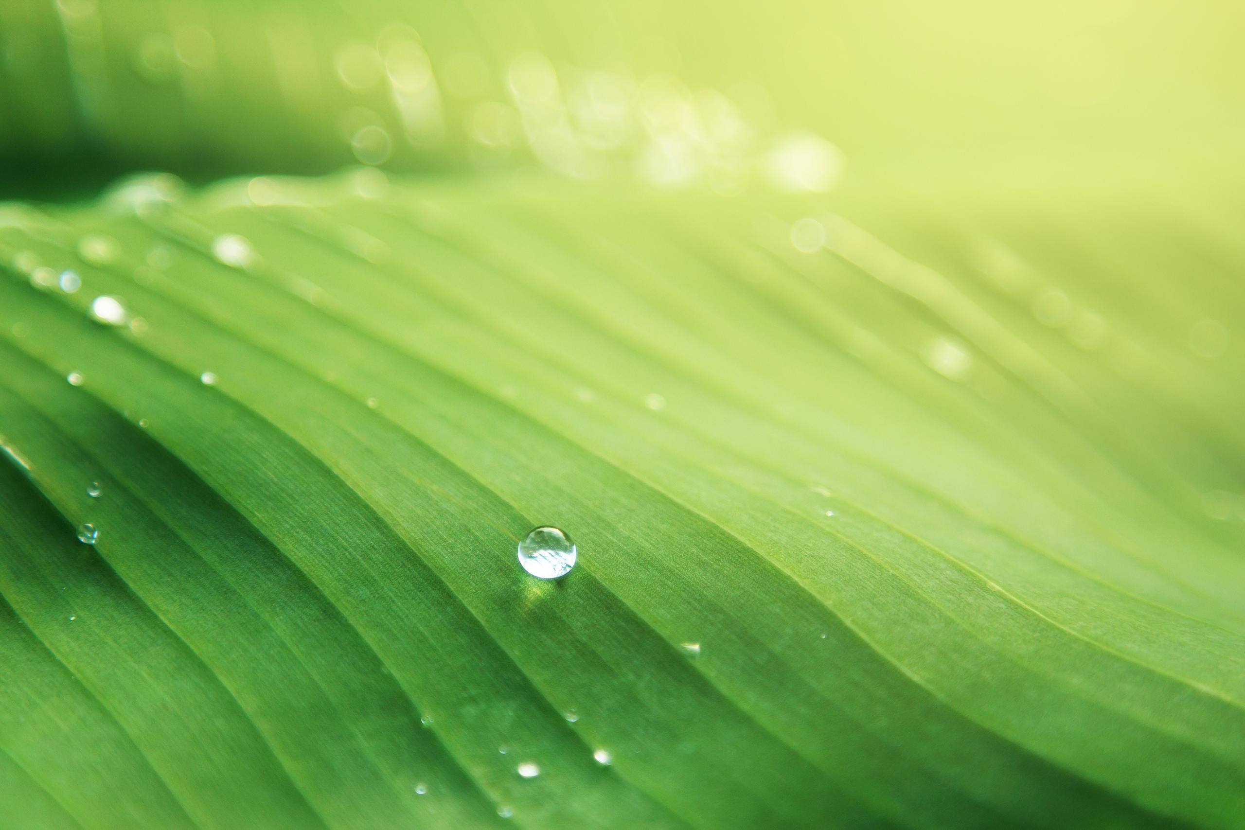 Macro shot of a fresh green banana leaf with glistening dew drops under bright sunlight.
